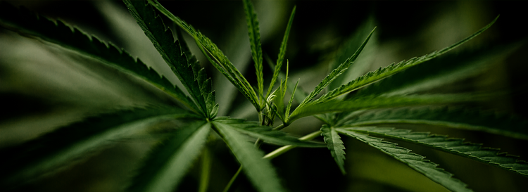 CBD plant Banner